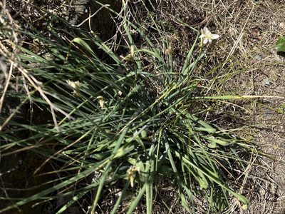Anthericum liliago, photographed by Pavel Kacl