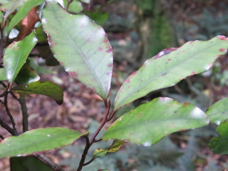 Pseudowintera colorata, photographed by Maureen Howard