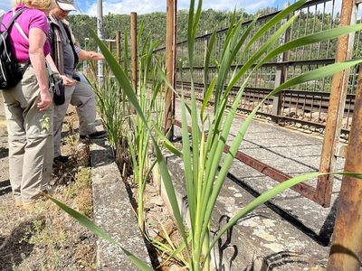 Typha latifolia, photographed by Pavel Kacl