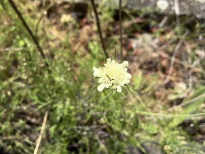 Scabiosa ochroleuca, photographed by Pavel Kacl