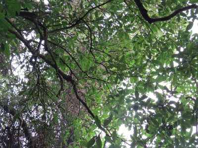 Pittosporum eugenioides, photographed by Maureen Howard