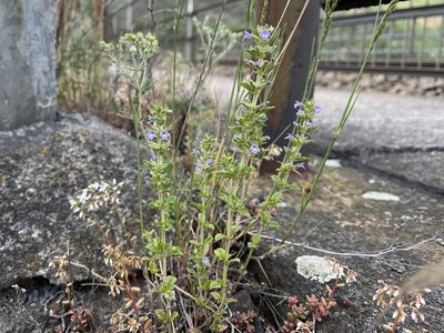 Clinopodium acinos, photographed by Pavel Kacl