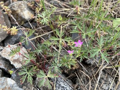 Geranium columbinum, photographed by Pavel Kacl