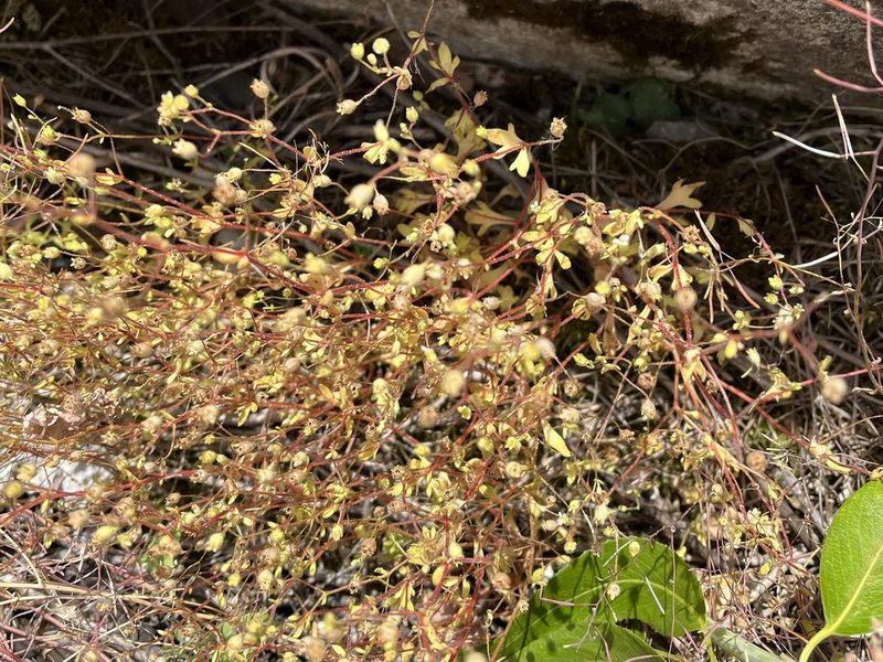 Saxifraga tridactylites, photographed by Pavel Kacl