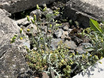 Senecio vulgaris, photographed by Pavel Kacl