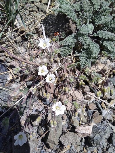 Erodium amanum, photographed by Dmitry Lyskov
