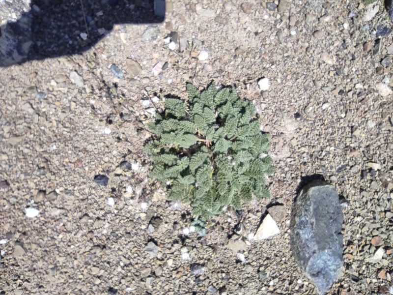 Erodium amanum, photographed by Dmitry Lyskov