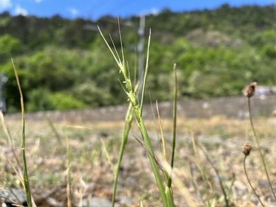 Aegilops cylindrica, photographed by Pavel Kacl