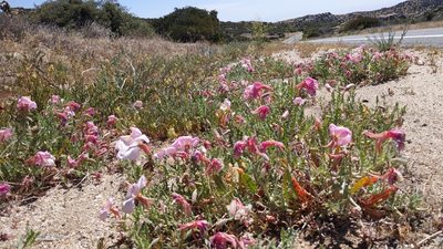 Oenothera avita, photographed by velodrome