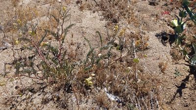 Astragalus douglasii, photographed by velodrome