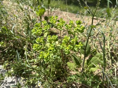 Euphorbia helioscopia, photographed by Pavel Kacl