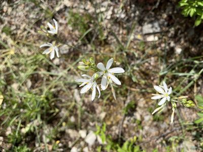Anthericum liliago, photographed by Pavel Kacl