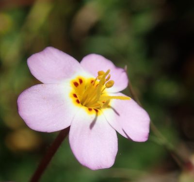 Leptosiphon parviflorus, photographed by Henrik Kibak