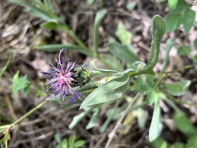 Centaurea axillaris, photographed by Pavel Kacl