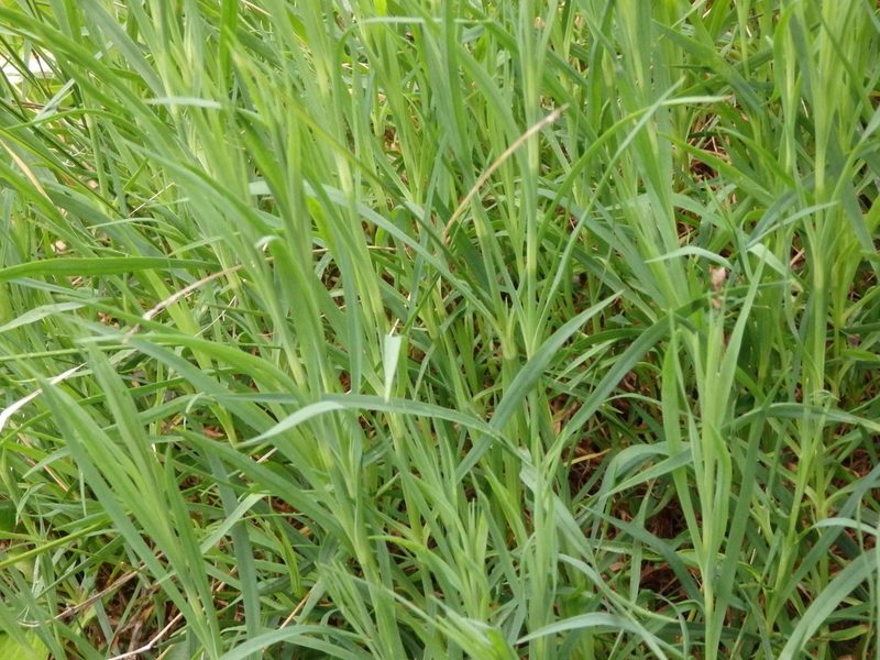 Dianthus hyssopifolius, photographed by Carminda Santos