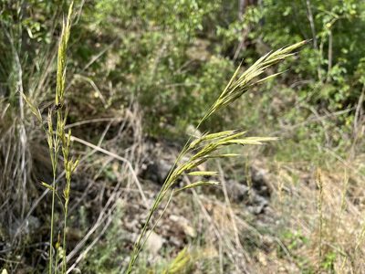 Bromus erectus, photographed by Pavel Kacl