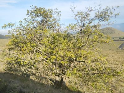 Sophora chrysophylla, photographed by Tyler Bishop