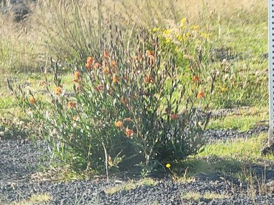 Oenothera stricta, photographed by Tyler Bishop