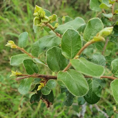 Petalostigma pubescens, photographed by Bethlea Bell