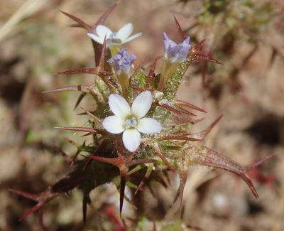 Navarretia hamata, photographed by Henrik Kibak