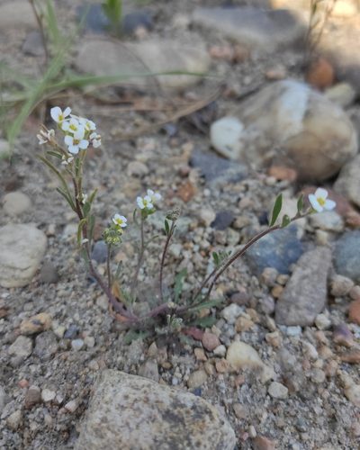 Dontostemon pinnatifidus, photographed by Юлия