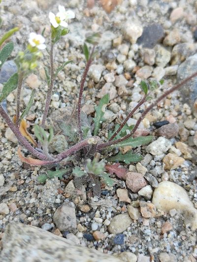 Dontostemon pinnatifidus, photographed by Юлия