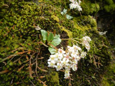 Micranthes rufidula, photographed by humon