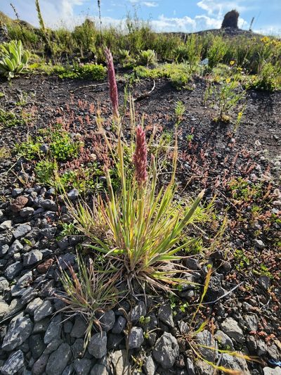 Morelotia gahniiformis, photographed by Tyler Bishop