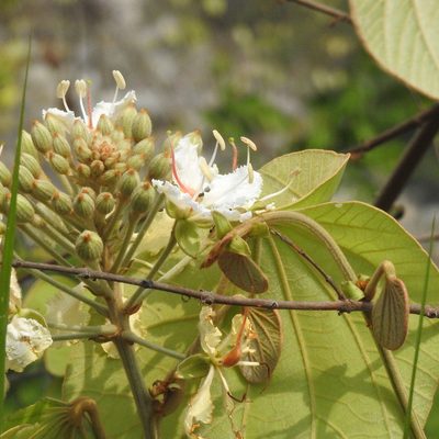 Phanera vahlii, photographed by Paulmathi Vinod