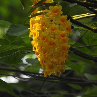 Dendrobium densiflorum, photographed by Paulmathi Vinod