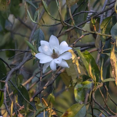 Magnolia doltsopa, photographed by Paulmathi Vinod