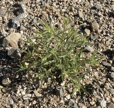 Dittrichia graveolens