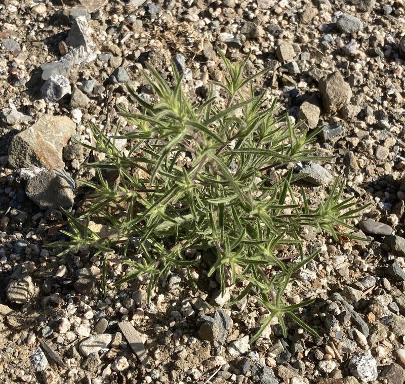 Dittrichia graveolens, photographed by Adam J. Searcy