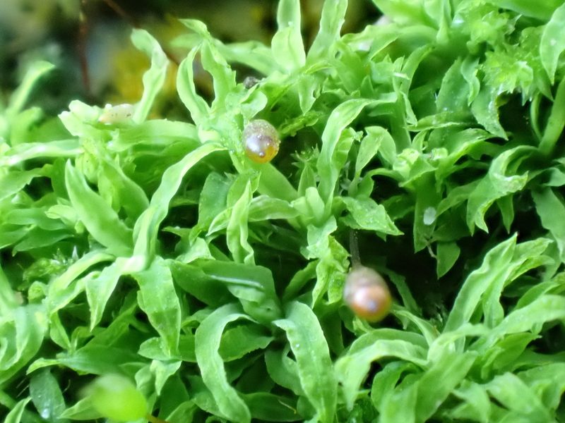 Tortella humilis, photographed by Jean-Paul Boerekamps