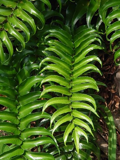Cyrtomium laetevirens, photographed by WATANABE Hitoshi 渡辺仁