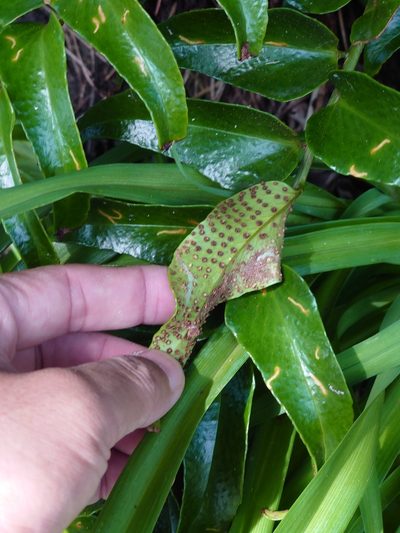 Cyrtomium laetevirens, photographed by WATANABE Hitoshi 渡辺仁