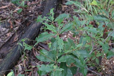 Pittosporum revolutum, photographed by Greg Tasney