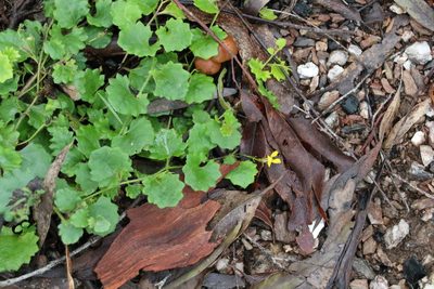 Goodenia rotundifolia, photographed by Greg Tasney