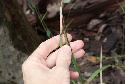 Lomandra multiflora, photographed by Greg Tasney