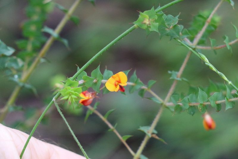 Pultenaea spinosa, photographed by Greg Tasney