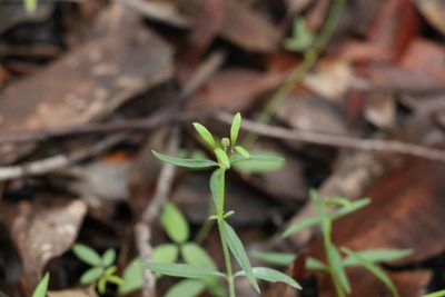 Opercularia diphylla, photographed by Greg Tasney