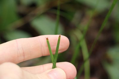 Lomandra confertifolia, photographed by Greg Tasney