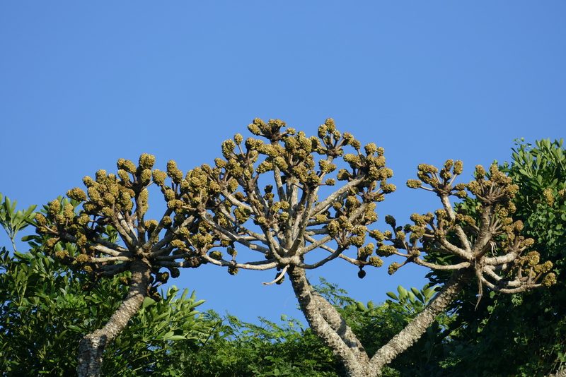 Cussonia sphaerocephala, photographed by Jean-Paul Boerekamps