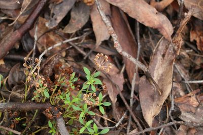 Pomax umbellata, photographed by Greg Tasney