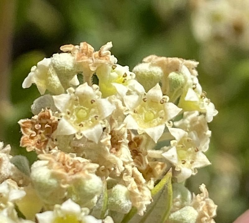 Phylica oleifolia, photographed by Dave U