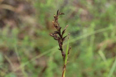 Lepidosperma laterale, photographed by Greg Tasney