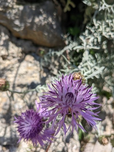Centaurea cineraria, photographed by Jamie Carter