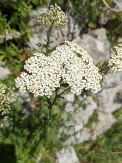 Achillea ligustica, photographed by Jamie Carter