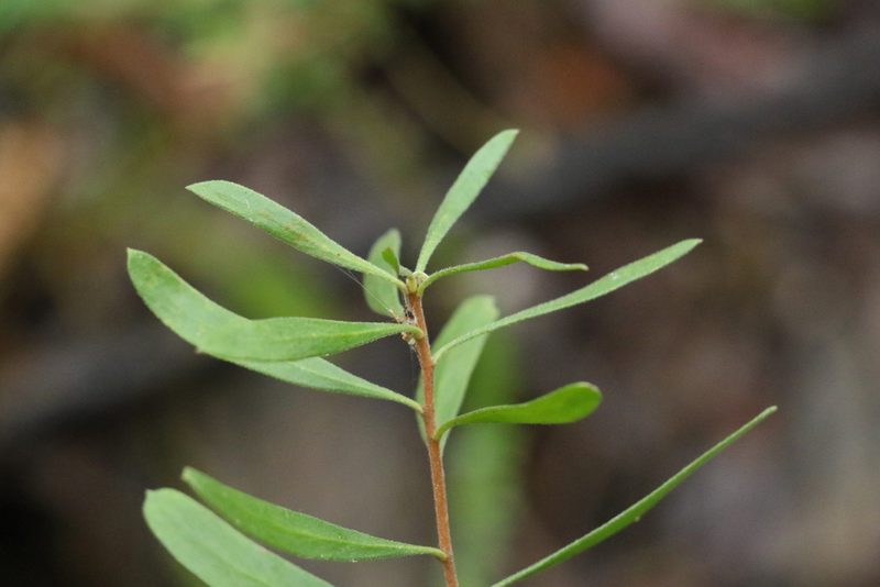 Persoonia sericea, photographed by Greg Tasney