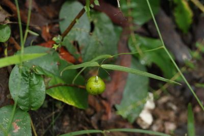 Eustrephus latifolius, photographed by Greg Tasney